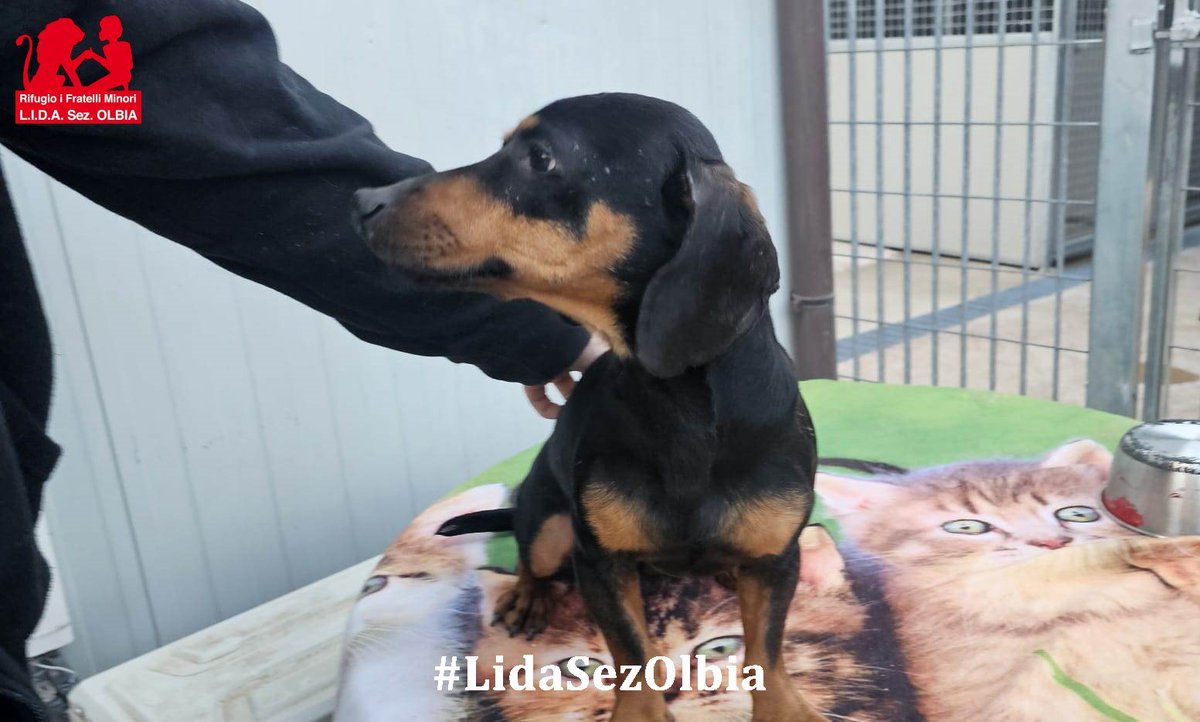 Lida sez. Olbia ODV tweet media