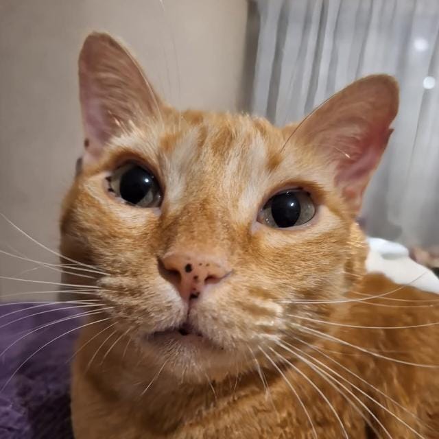 ¿Podéis hacer que esta foto de mi maravilloso gato tenga más likes que el tweet de mierda de la mercenaria de la OTAN, Ana Pastor?