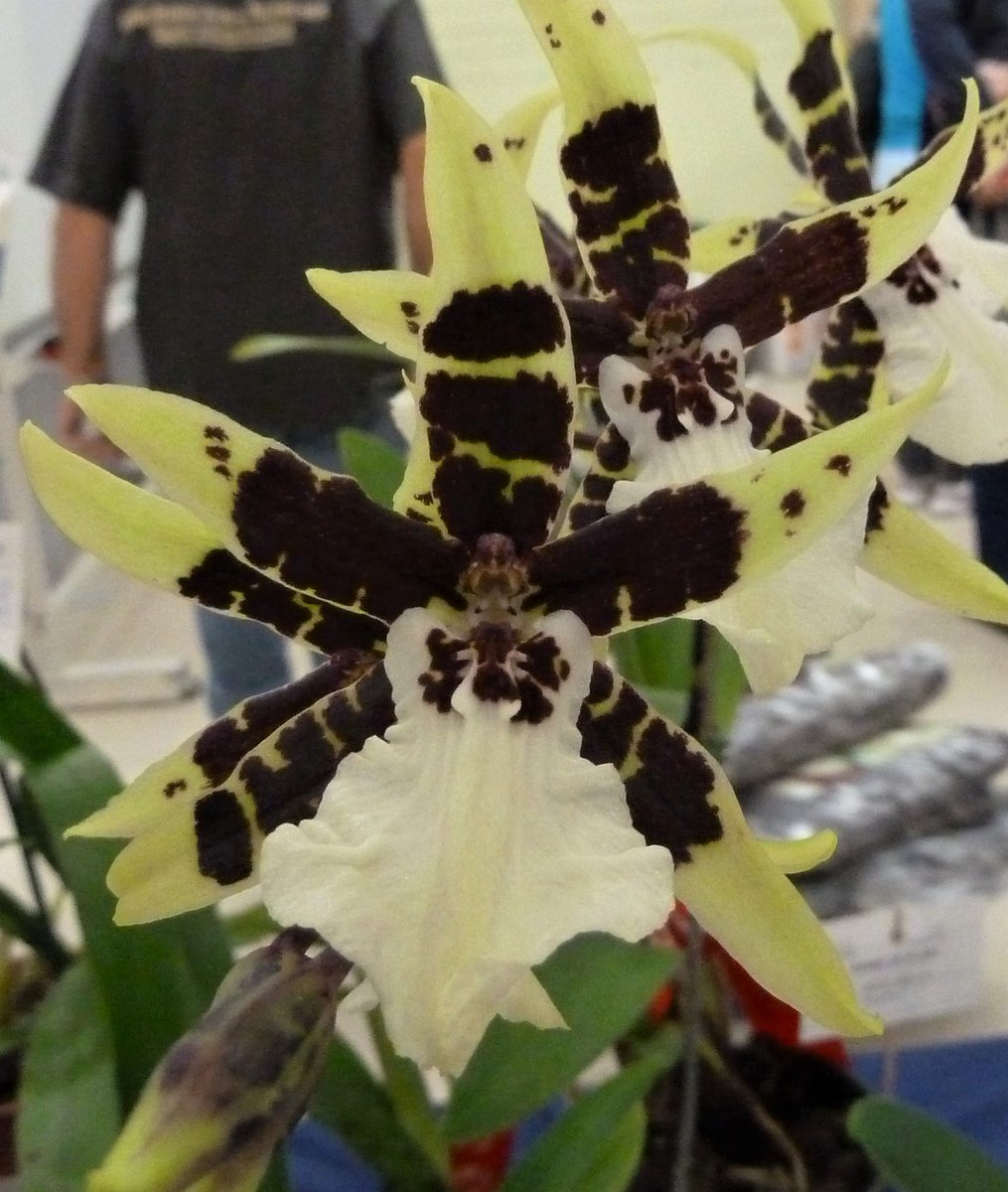 OrchidsWorldCom tweet media