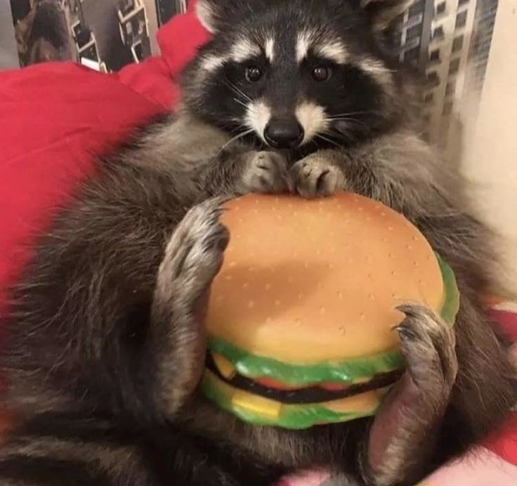 Why you should have a Raccoon tweet media