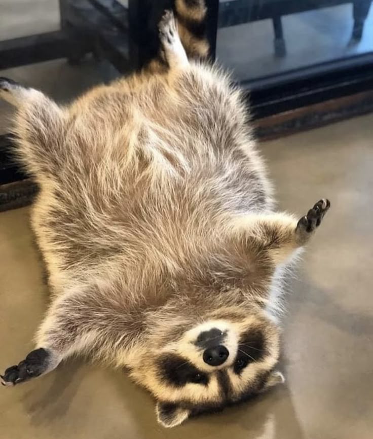 Why you should have a Raccoon tweet media