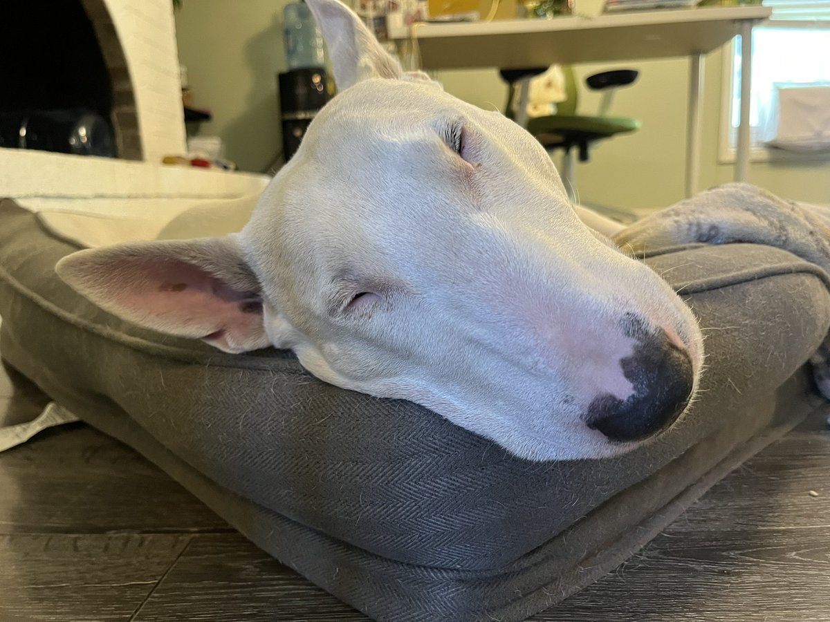 🐶 NELSON tweet media