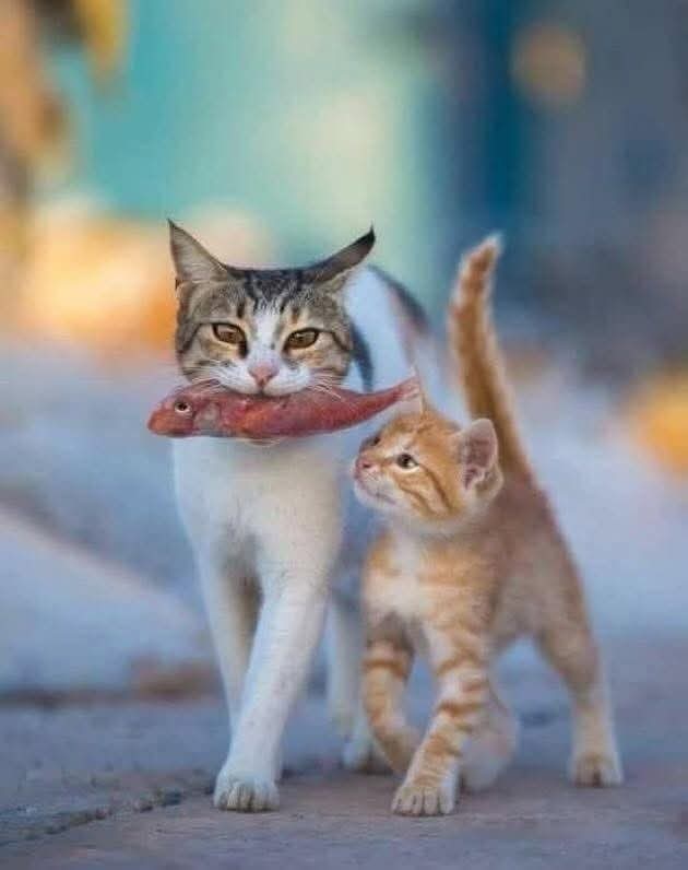 ⚞ • ⚟ Iuliana 🪶 tweet media