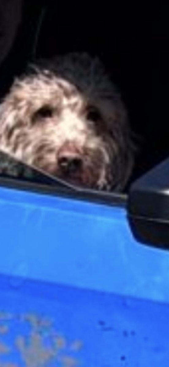 Nicole Zierer tweet media