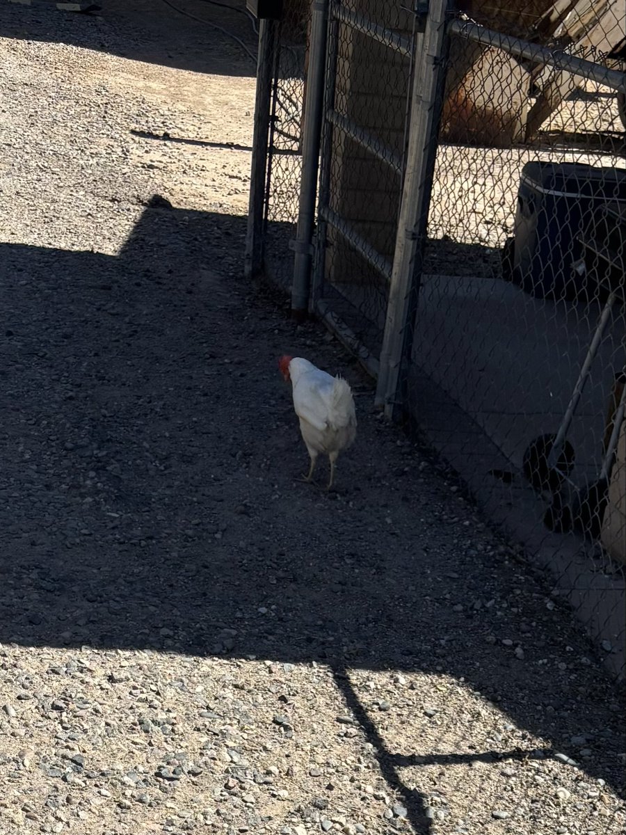 Amanda Miller tweet media