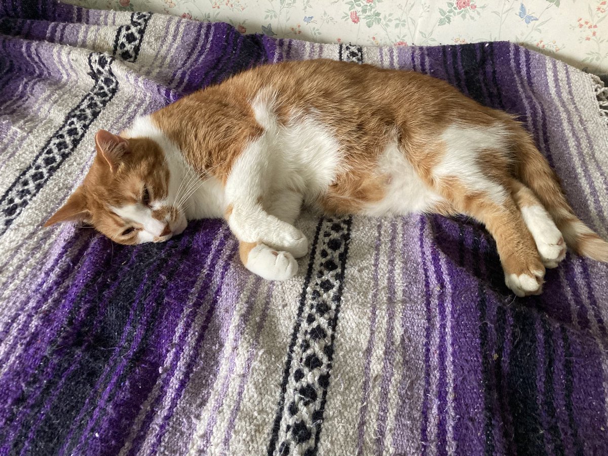 DeeMeow🐾 tweet media