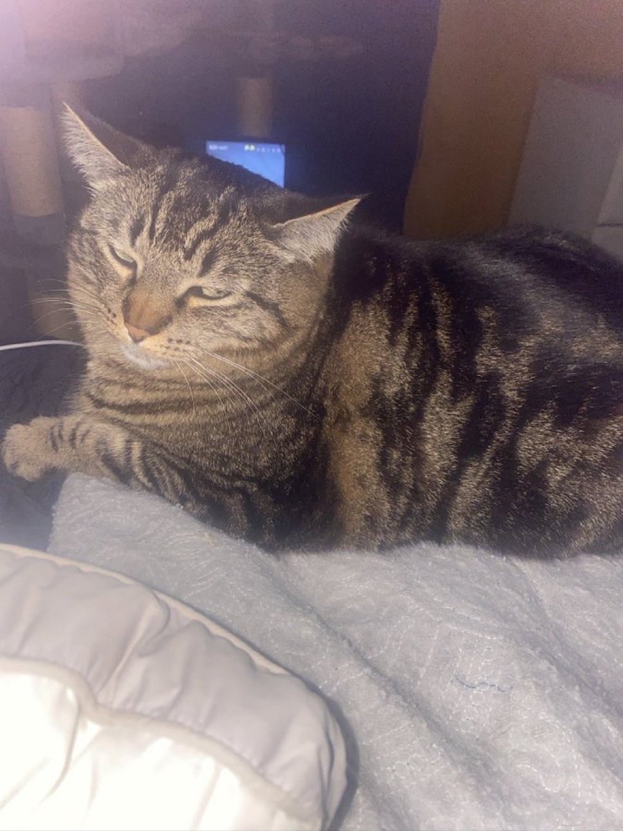 𝕩Simon Wu tweet media