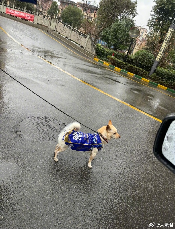 dorothea platz tweet media