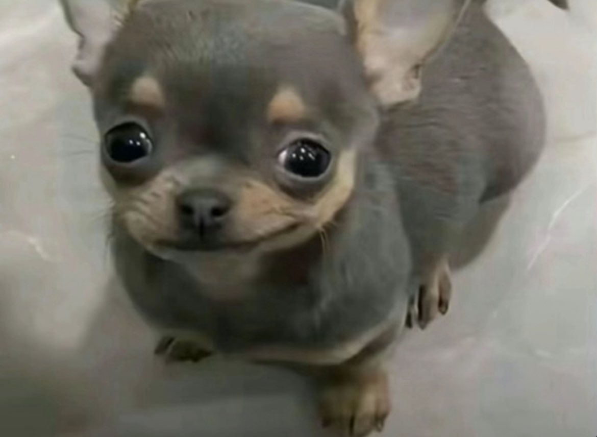 Robina 🐸 tweet media