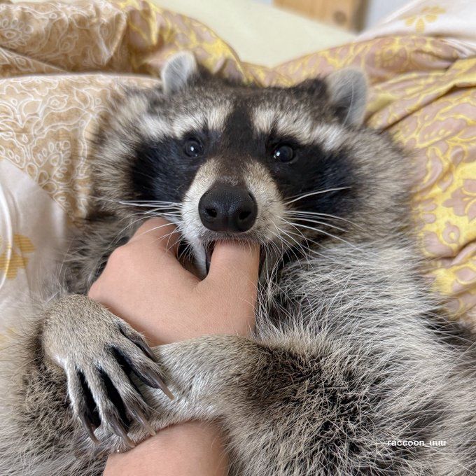 Why you should have a Raccoon tweet media