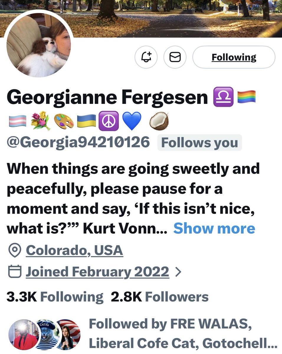 Turquoise Cat tweet media