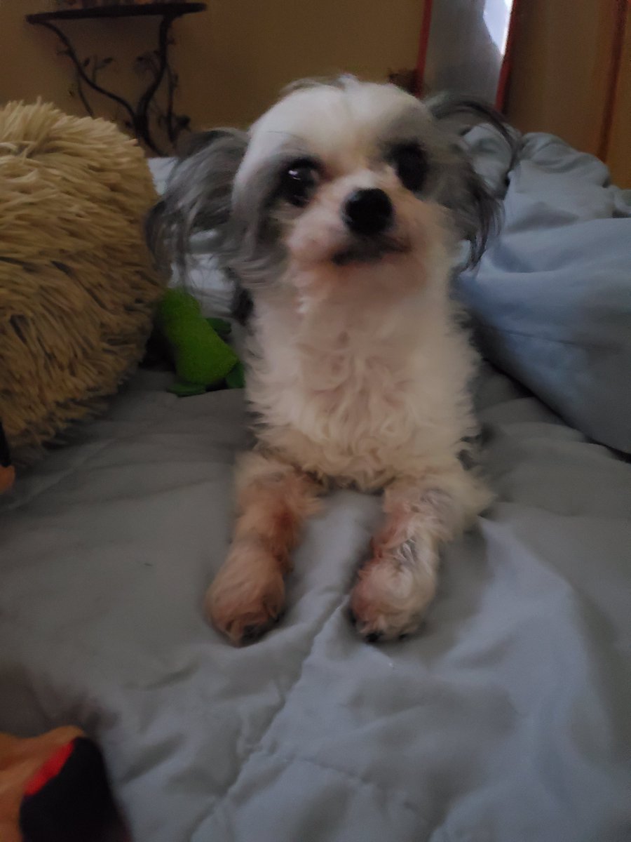 Wave + Emma @SummersWave🇺🇲💞🤠💞🐶💞🐾💞🐕💞😘 tweet media