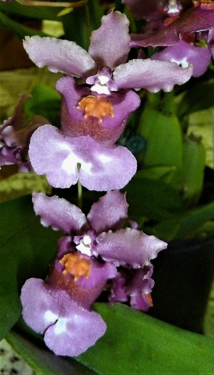 OrchidsWorldCom tweet media