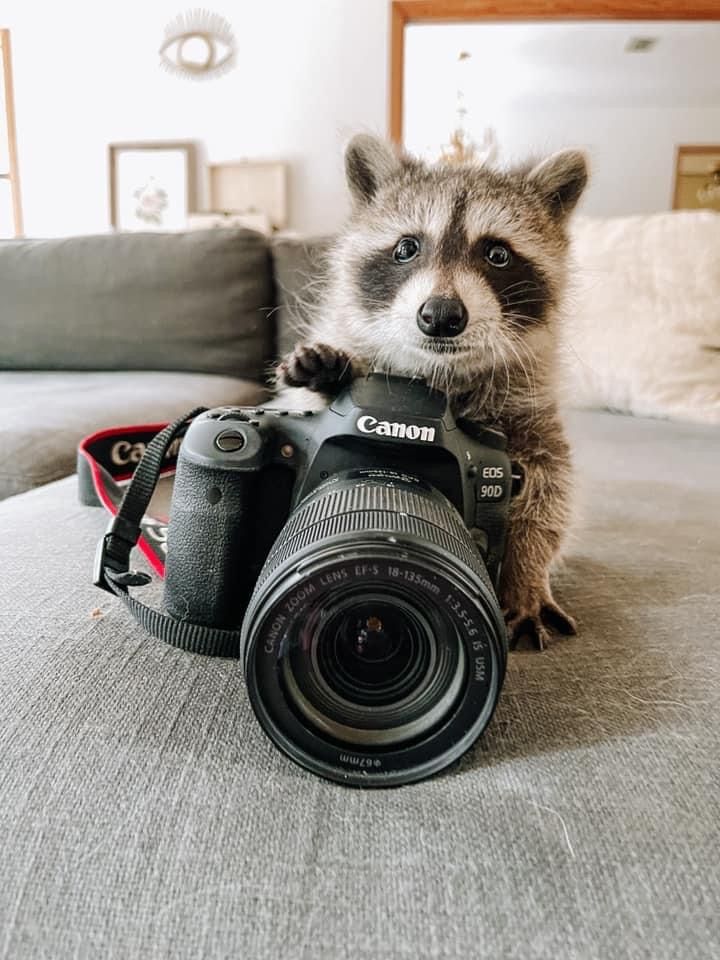 Why you should have a Raccoon tweet media