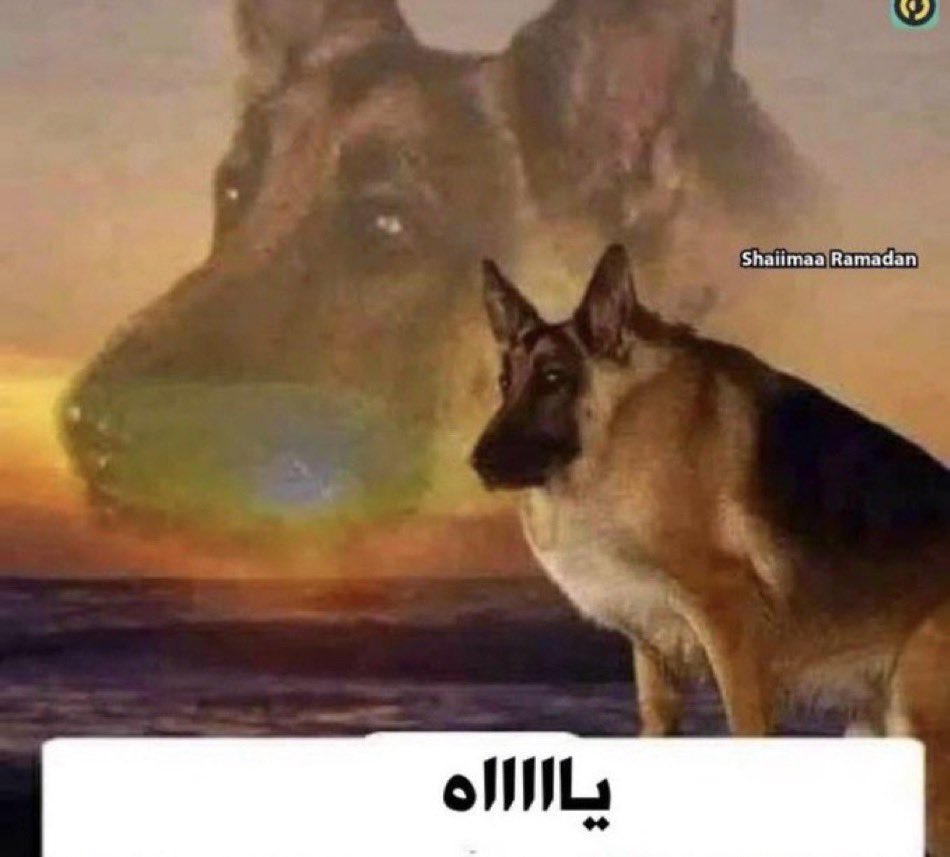 فيصل | ㊗️ Only tweet media