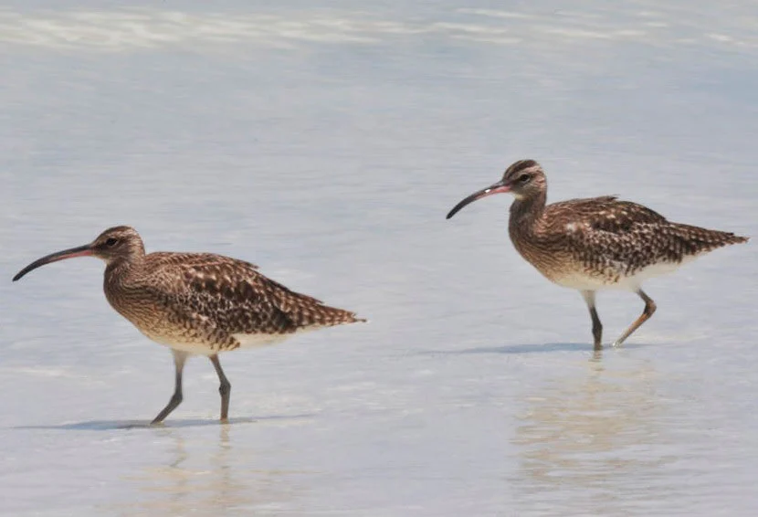 actualidadspda's tweet photo. ▪️Una de las principales amenazas de las aves playeras son los veraneantes, advierte investigador.
▪️Estudio sobre 22 aves playeras, que migran desde Canadá hasta Perú, reveló una disminución de al menos la mitad de las especies analizadas. 
https://t.co/9xkIBL4SqH https://t.co/R03pbIfVaN