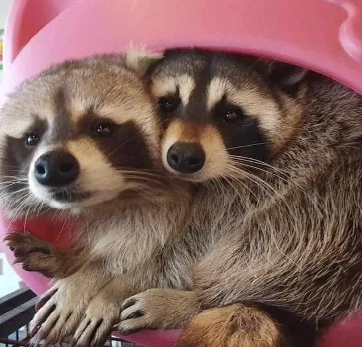 Why you should have a Raccoon tweet media