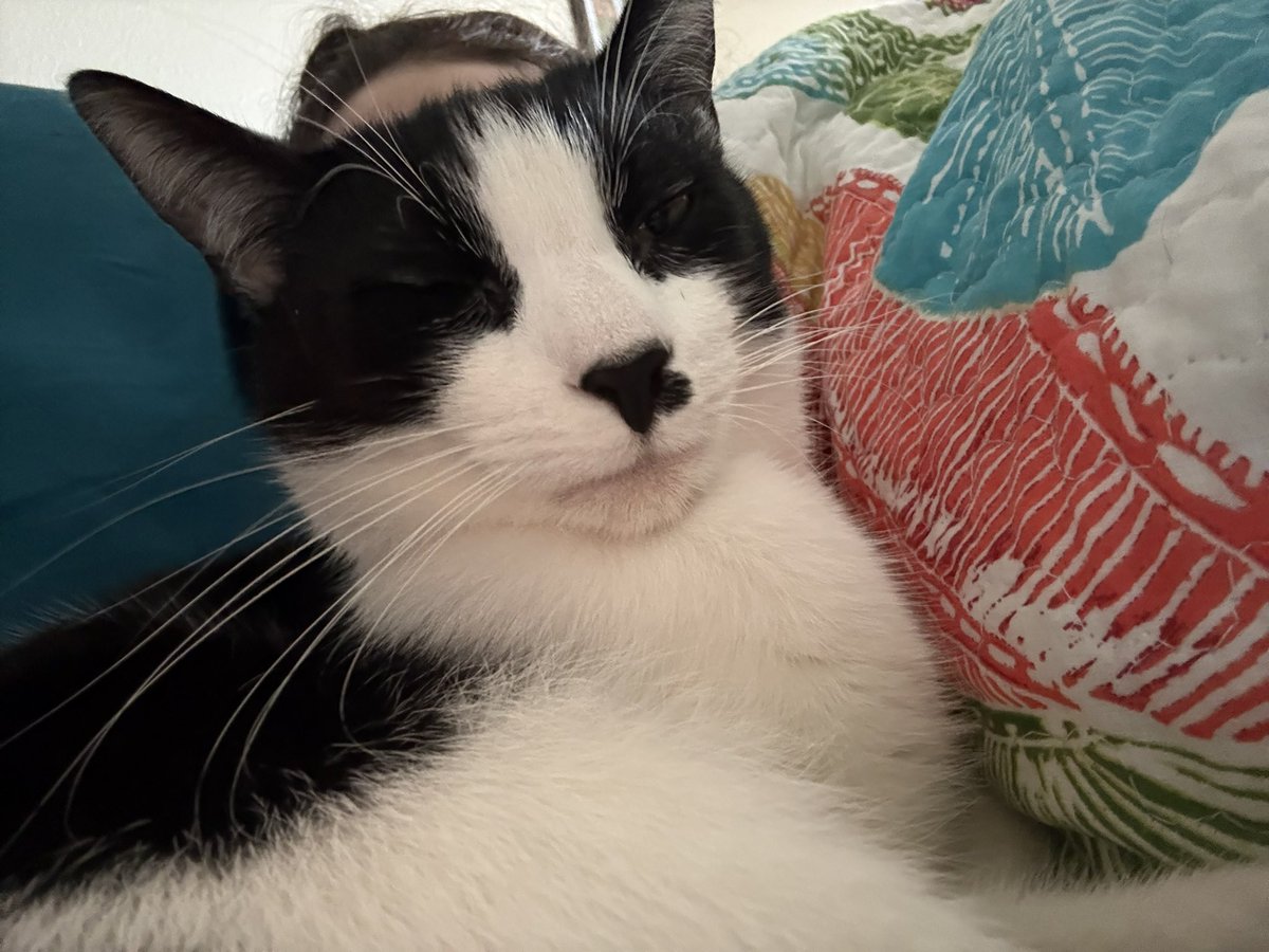 emily bengaltiger 🐱❤️‍🔥 tweet media