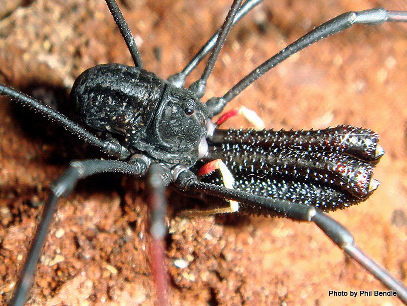 EVIL SCARY Mike fan number something tweet media