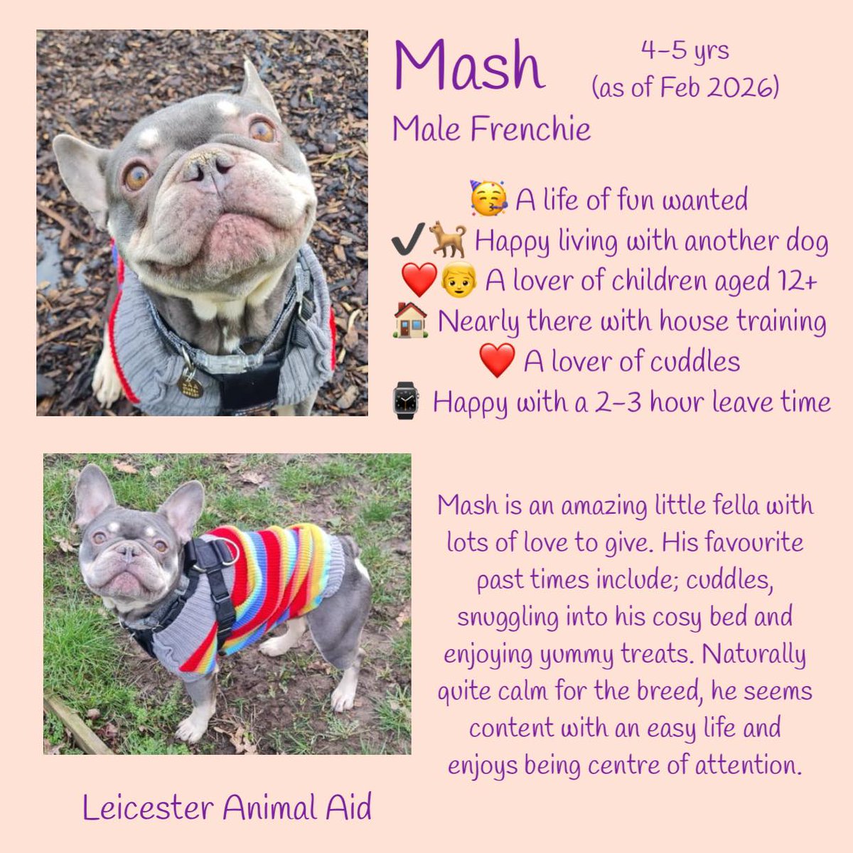 The Animal Team tweet media