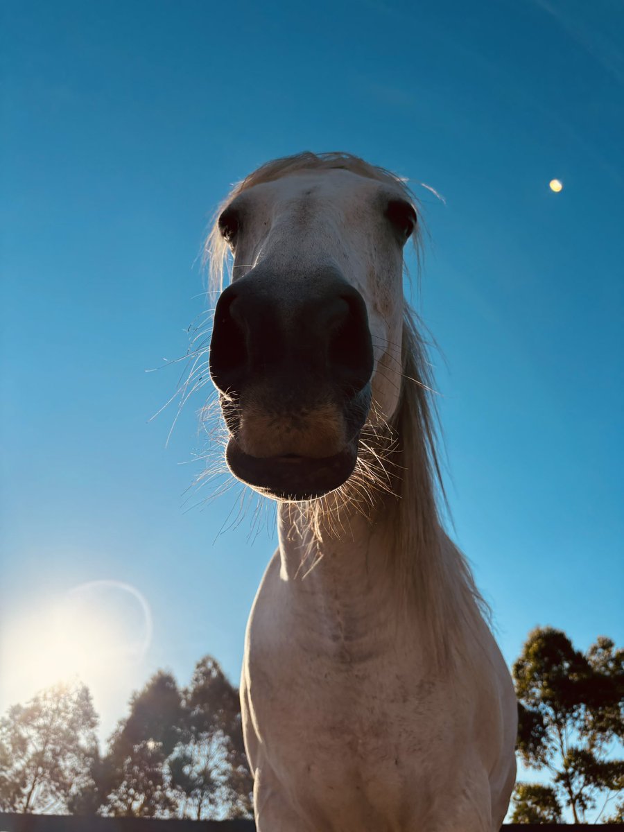 tuxini's tweet photo. @nikoandkotatoro My horse also has this cute =3 face https://t.co/i8INeziQ41