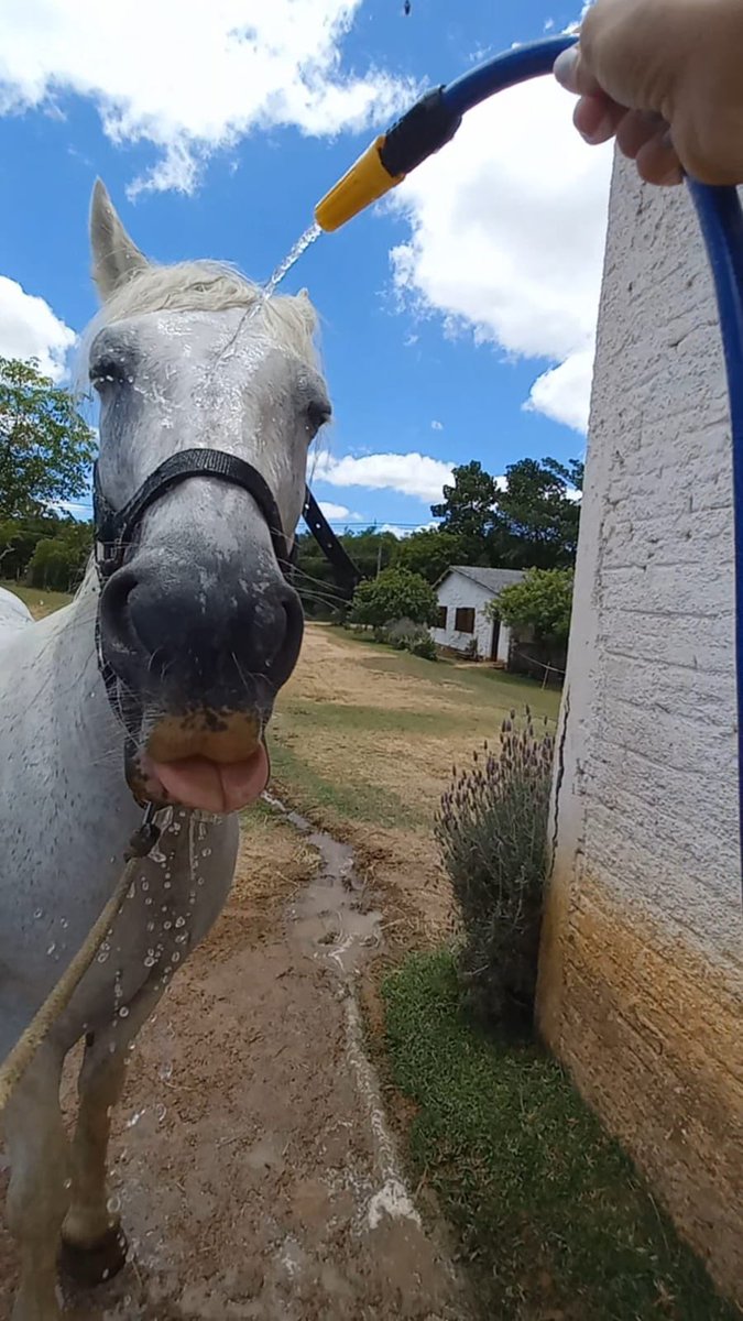 tuxini's tweet photo. @nikoandkotatoro My horse also has this cute =3 face https://t.co/i8INeziQ41