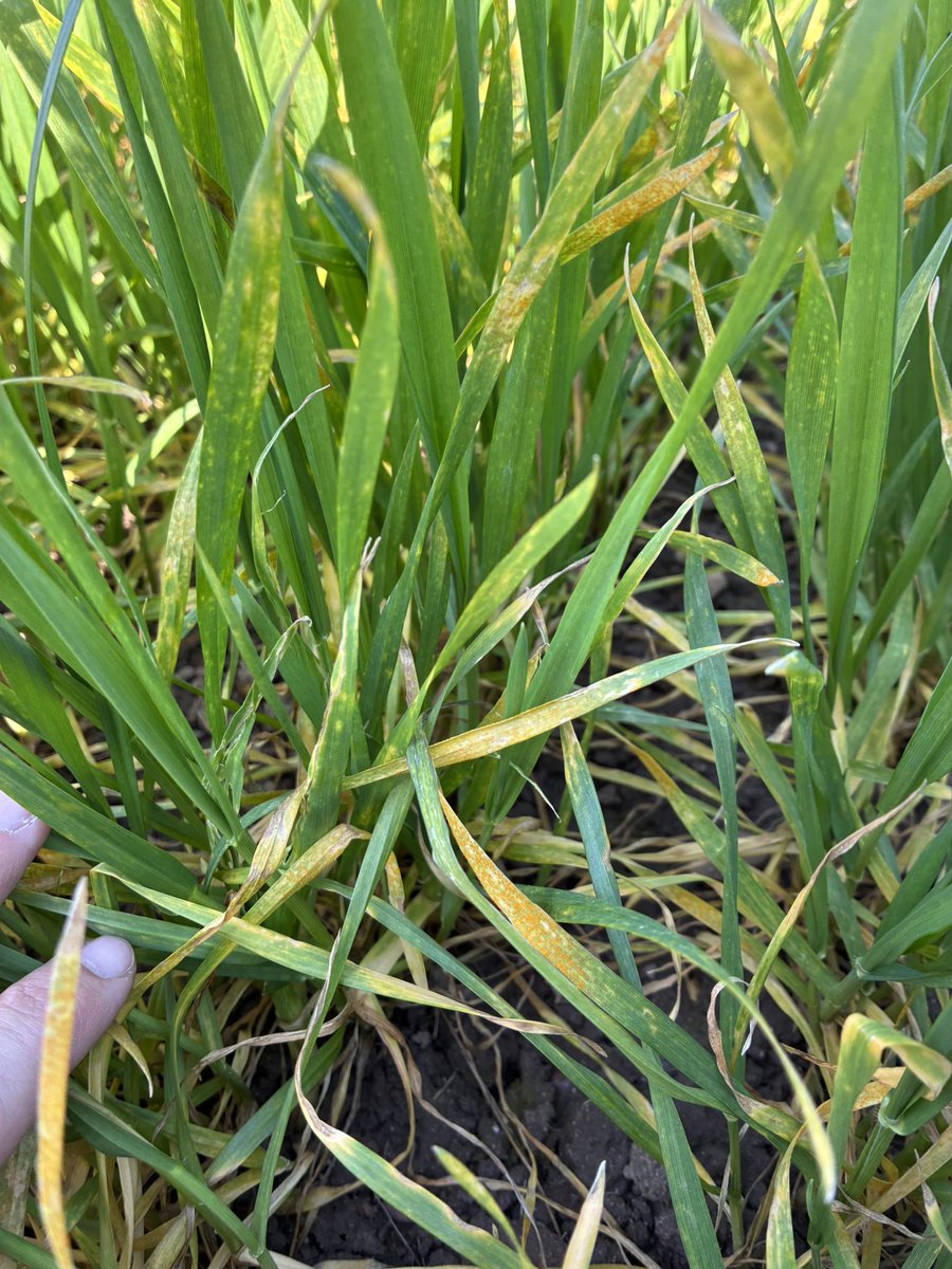 Daniel lievesley tweet media