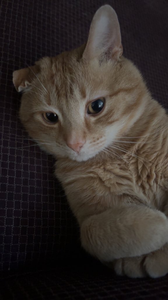 Nirvan 🟥🟩 tweet media