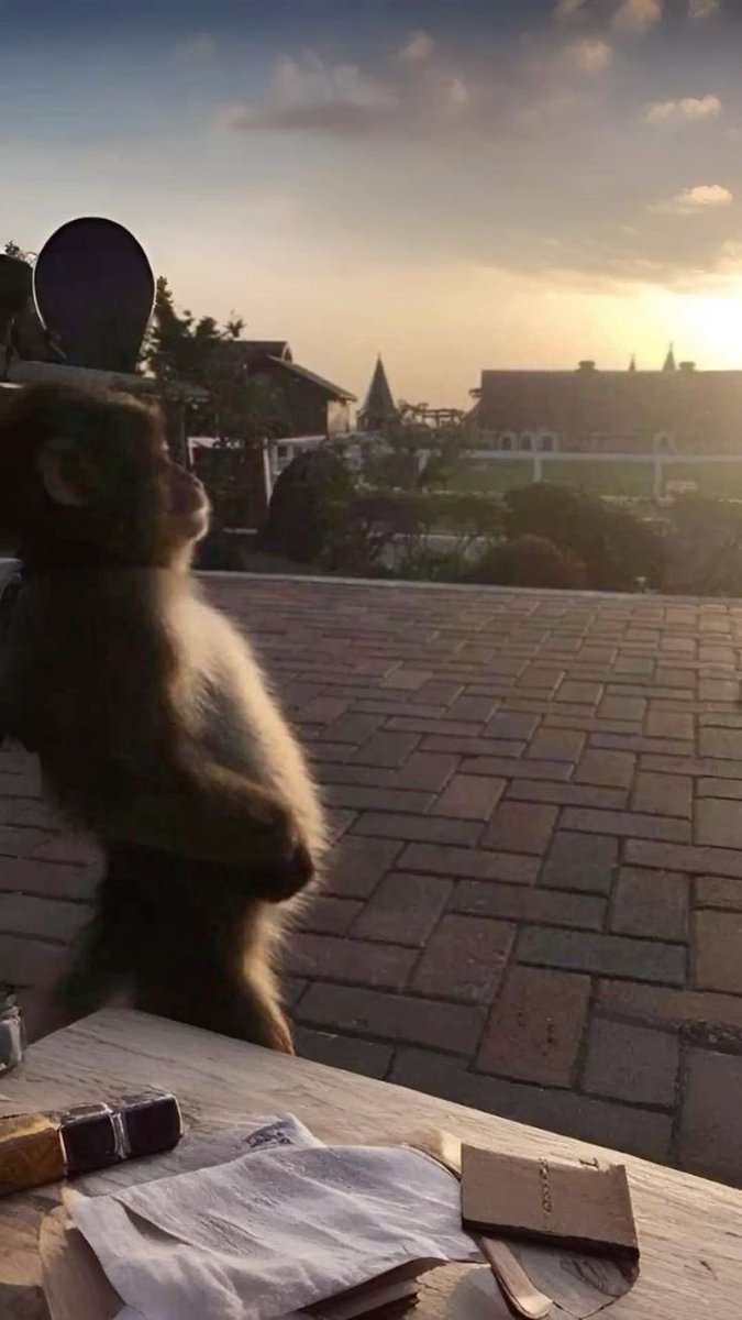 Out Of Context Monkeys tweet media