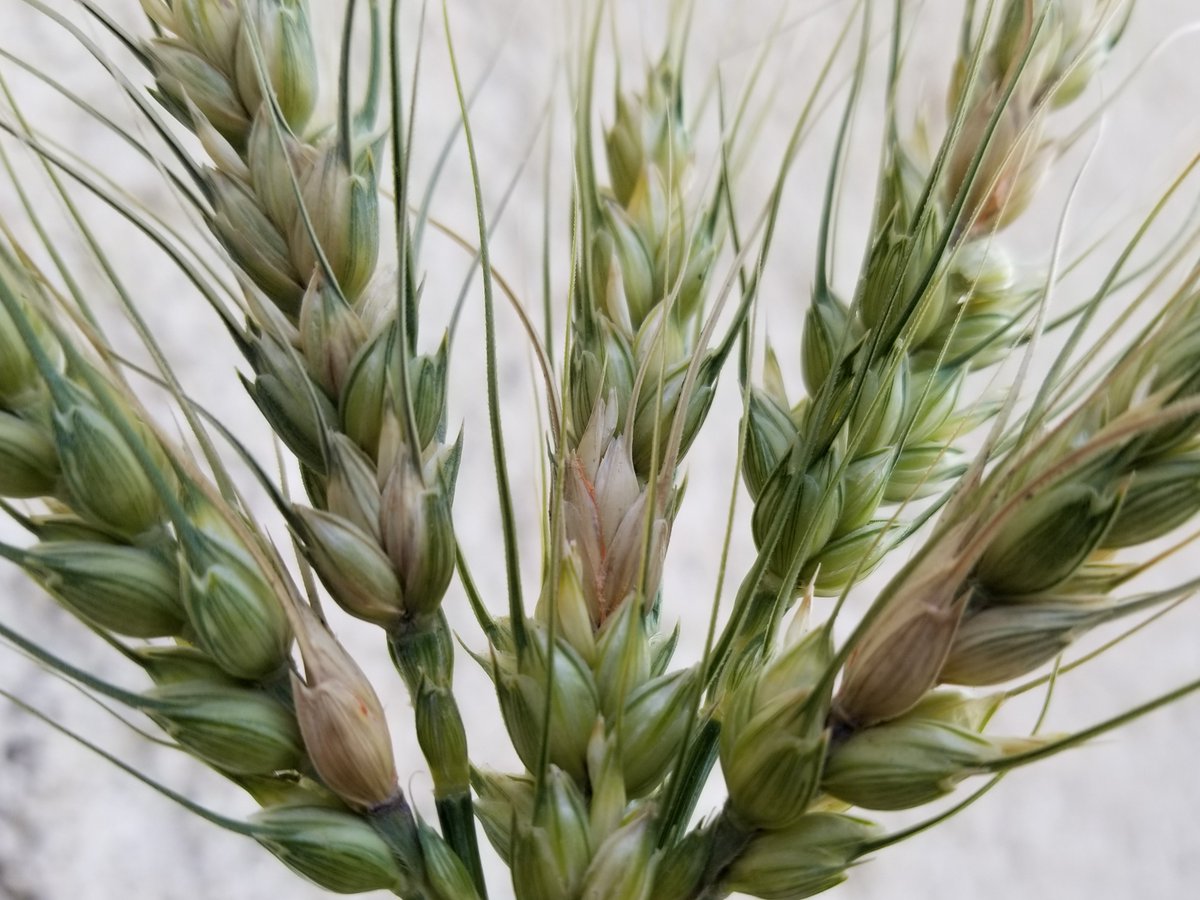 Manitoba Agriculture tweet media