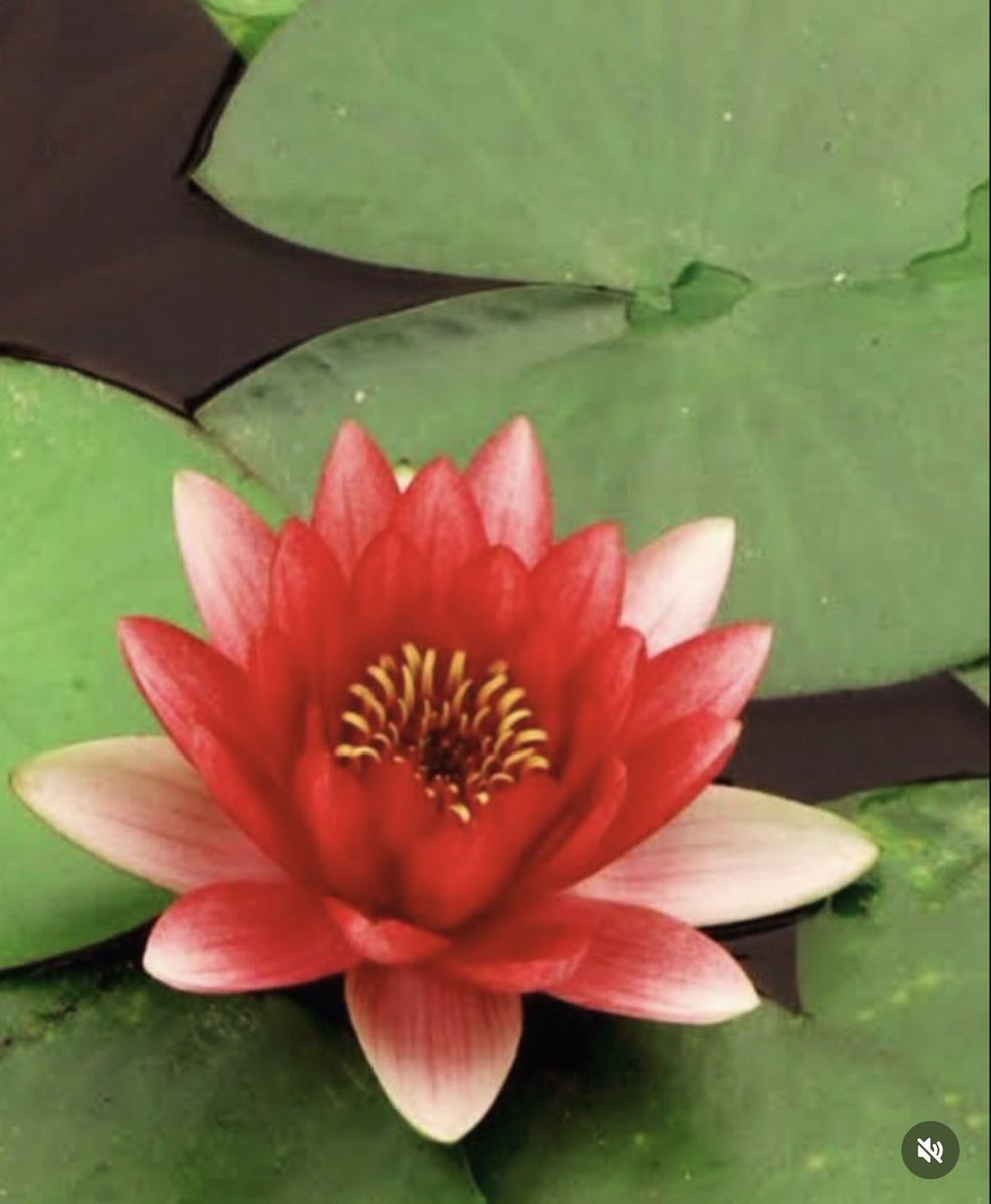 Av.Nilüfer Özkal Kocatopuz tweet media