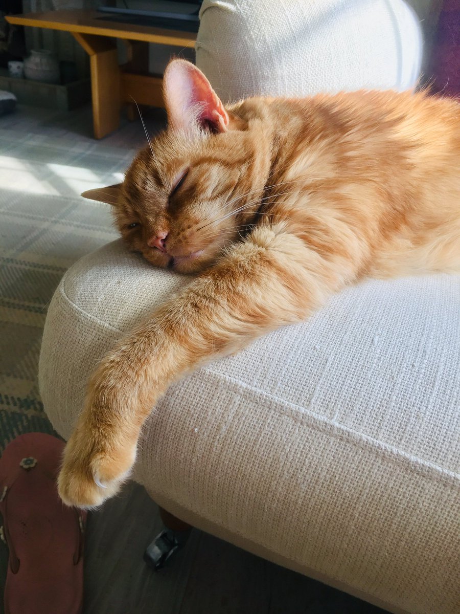 Anne Mac tweet media