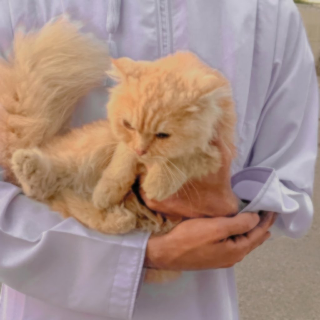 سَـالم | サリム tweet media