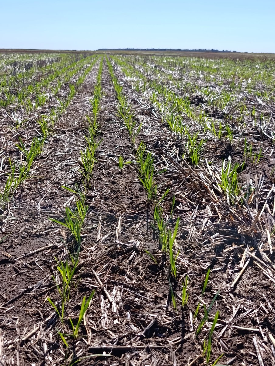 Tomás Oesterheld 🇦🇷 tweet media