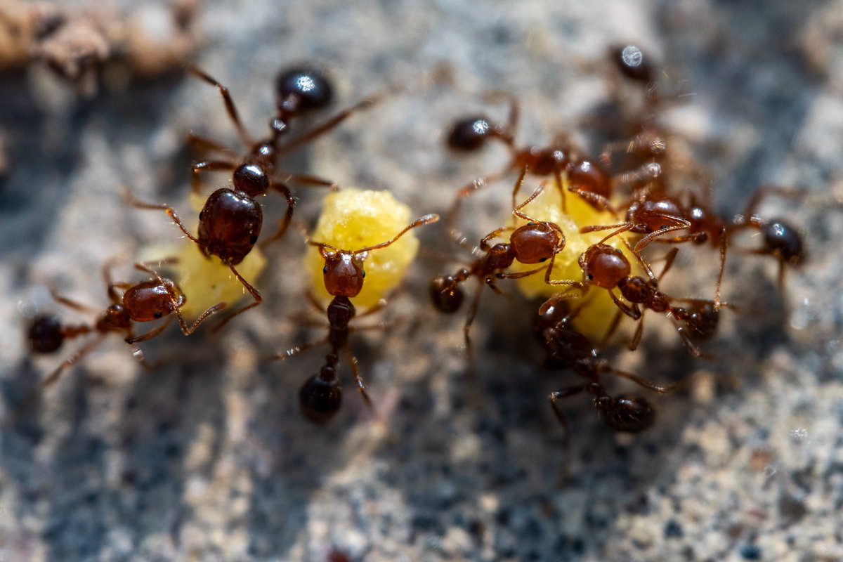 Texas A&M AgriLife Extension Service tweet media