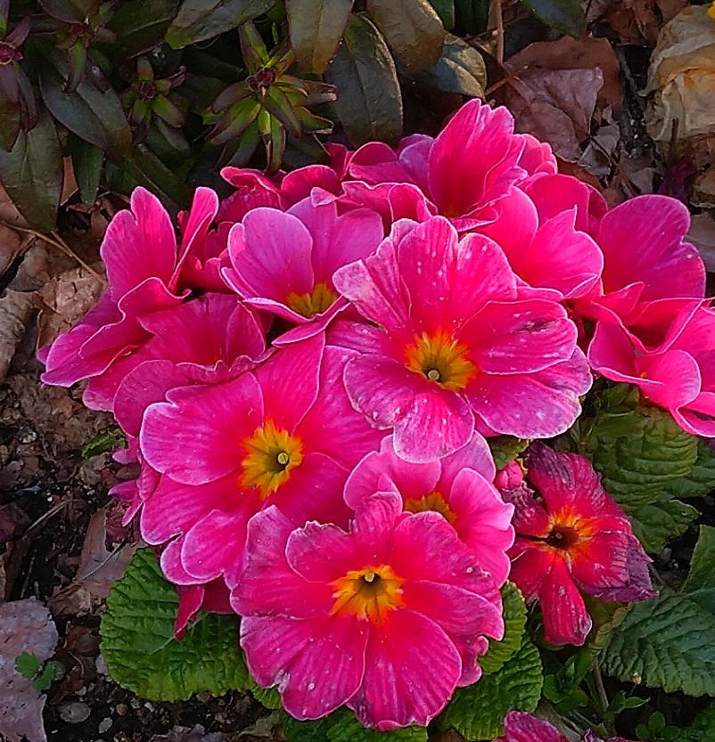 アップル tweet media