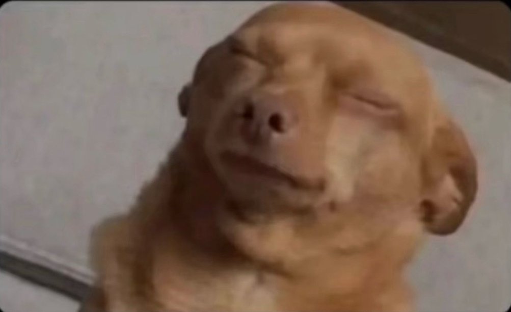 SAMDEE 🦈 tweet media