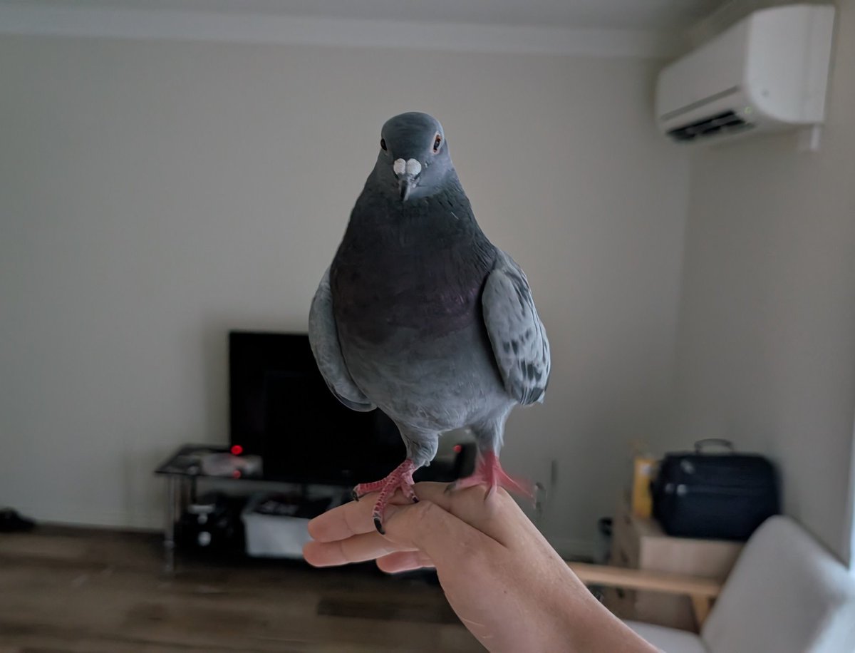 alexandra 🕊️ 🦖 tweet media