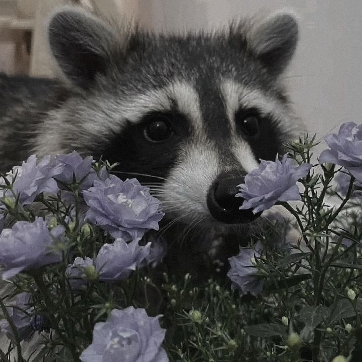 Why you should have a Raccoon tweet media