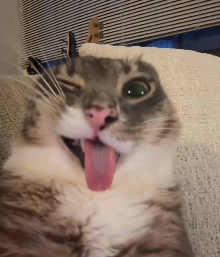 Dimsum🇮🇱 tweet media