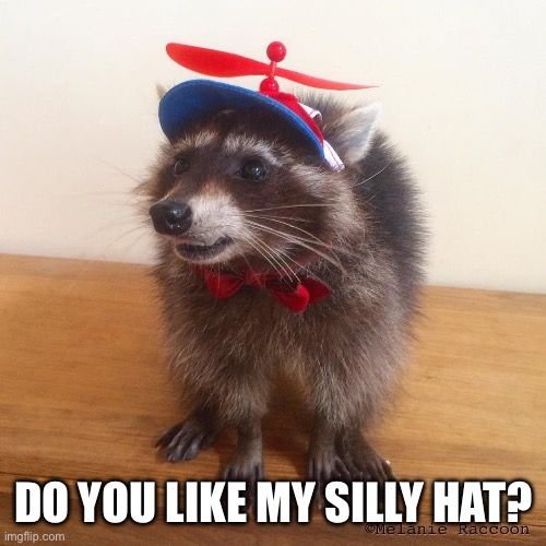 Why you should have a Raccoon tweet media