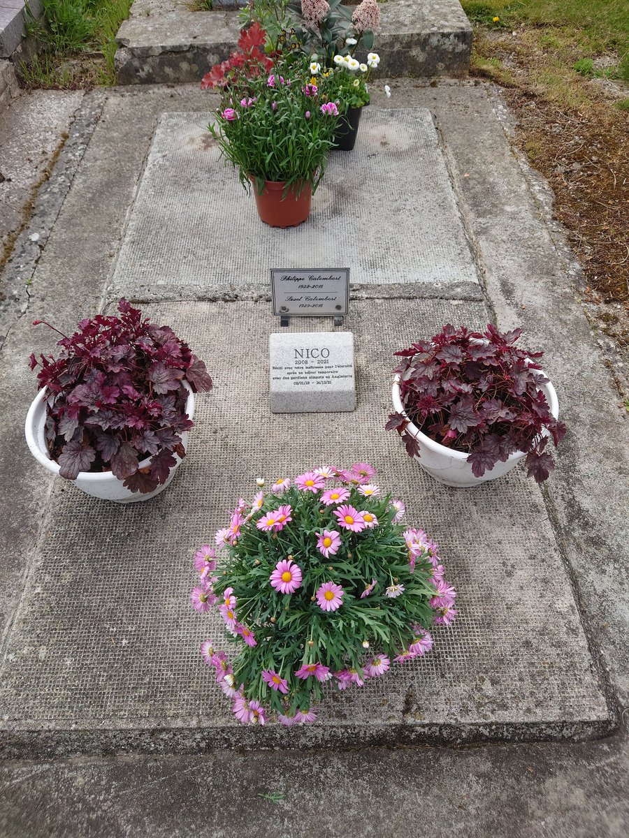 Ann Tilman tweet media