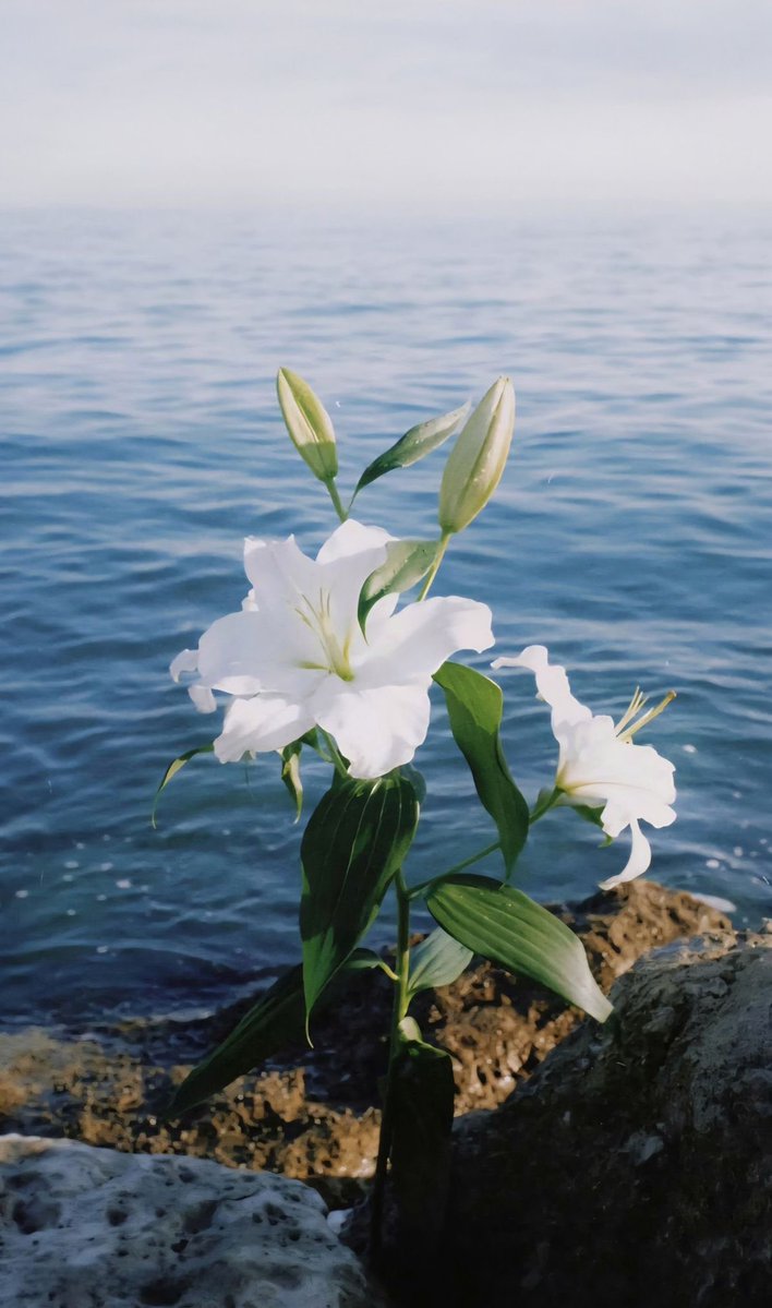 landspace tweet media