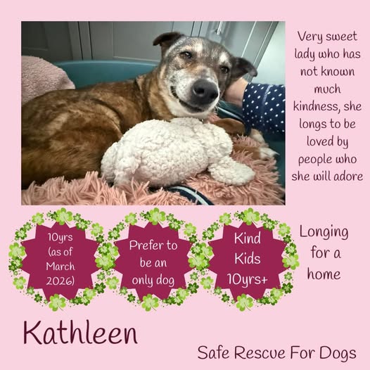 The_Animal_Team's tweet image. 10yo KATHLEEN is a sweet, submissive girl with humans &amp;amp; is really loving the comforts of domestic life in her foster home in #Norwich. Her submissive approach shows that people have not always been kind to her but she wants to be friends with everyone anyway. 😍 Kathleen would