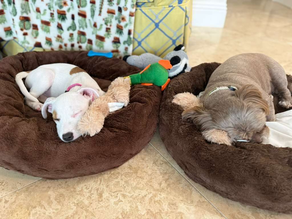 Potcake Rescue 🏝🐕 tweet media