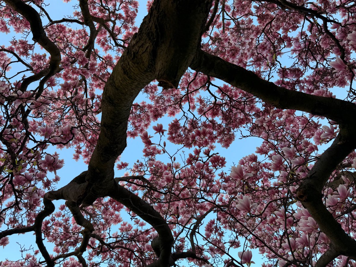 Dr. H 📯 tweet media