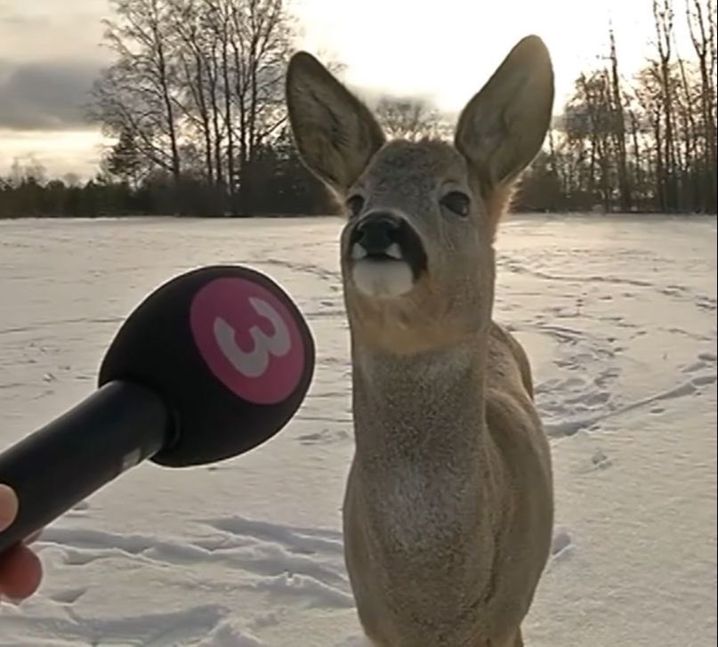 𝑀𝐸𝐿 ★ Shedtwt 👻 tweet media