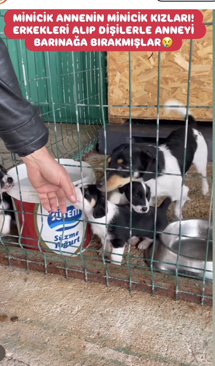 Serap Ulusoy 🦋 tweet media