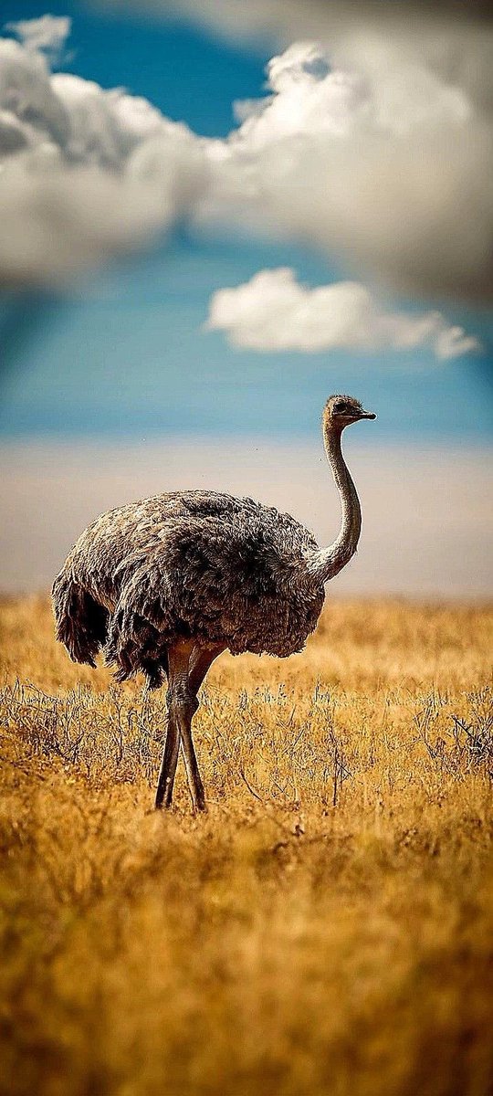 Everything Wallpaper4k. X tweet media