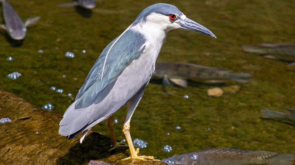 Bosque De Chapultepec tweet media